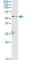 Anti-RELB Rabbit Polyclonal Antibody