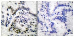 Anti-Histone H3 antibody