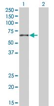 Anti-RELB Rabbit Polyclonal Antibody