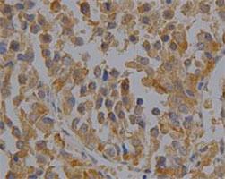 Anti-PRDX6 Mouse Monoclonal Antibody [clone: 36]