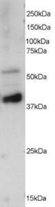 Anti-PPP2R5E Goat Polyclonal Antibody