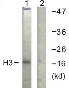 Anti-Histone H3 antibody