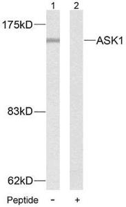 Anti-ASK1 Rabbit Polyclonal Antibody