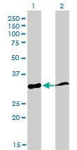 Anti-PPIE Mouse Monoclonal Antibody [clone: 2F5]