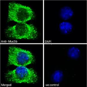 Anti-Muc5b Antibody (A121148) - Immunofluorescence analysis of paraformaldehyde fixed A549 cells, permeabilized with 0.15% Triton