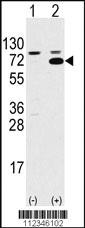 Anti-SWAP70 Rabbit Polyclonal Antibody