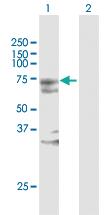 Anti-KAT7 Rabbit Polyclonal Antibody