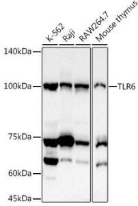 Antibody anti-TLR6 100 µl