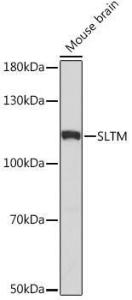 Western blot analysis of extracts of Mouse brain, using Anti-SLTM Antibody (A308511) at 1:1,000 dilution. The secondary antibody was Goat Anti-Rabbit IgG H&L Antibody (HRP) at 1:10,000 dilution.