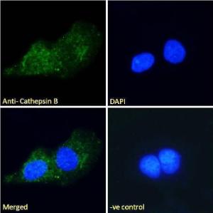 Anti-Cathepsin B (A121144) Antibody - Immunofluorescence analysis of paraformaldehyde fixed U2OS cells, permeabilized with 0.15% Triton. Primary incubation 1hr (10µg/ml) followed by Alexa Fluor 488 secondary antibody (2µg/ml), showing vesicle/cytoplasmic staining.