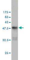 Anti-CD83 Mouse Monoclonal Antibody [clone: 3F3]