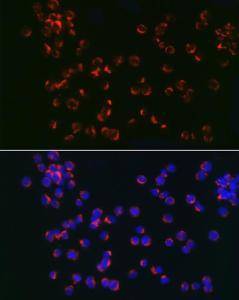 Antibody anti-TLR6 100 µl