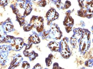 Immunohistochemical analysis of formalin-fixed, paraffin-embedded human placenta using Anti-CD34 Antibody [QBEnd/10 + HPCA1/763]