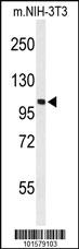 Anti-EPHA2 Rabbit Polyclonal Antibody