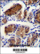 Anti-LUC7L Rabbit Polyclonal Antibody (APC (Allophycocyanin))