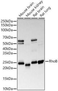 Western blot analysis of various lysates, using Anti-RhoB Antibody [ARC56483] (A308513) at 1:20,000 dilution