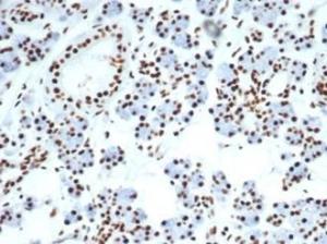 Anti-Nucleolin Rabbit Recombinant Antibody [clone: NCL/7014R]