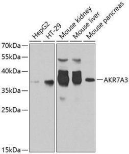 Western blot analysis of extracts of various cell lines, using Anti-AKR7A3 Antibody (A10333) at 1:1,000 dilution