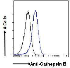 Anti-Cathepsin B (A121144) - Flow cytometric analysis of paraformaldehyde fixed HepG2cells (blue line), permeabilized with 0.5% Triton. Primary incubation overnight (10µg/ml) followed by Alexa Fluor 488 secondary antibody (1µg/ml).