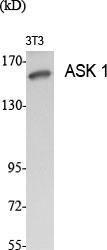 Anti-ASK1 Rabbit Polyclonal Antibody