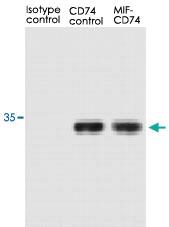 Anti-CD74 Mouse Monoclonal Antibody [clone: PIN.1]