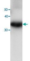 Anti-PRDX6 Mouse Monoclonal Antibody [clone: 36]