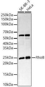 Western blot analysis of various lysates, using Anti-RhoB Antibody [ARC56483] (A308513) at 1:20,000 dilution