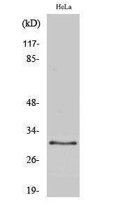 Western blot analysis of various cells using Anti-Galectin 3 Antibody