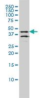 Anti-DPF2 Mouse Monoclonal Antibody [clone: 2F6]