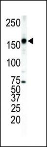 Anti-ERBB4 Rabbit Polyclonal Antibody (PE (Phycoerythrin))