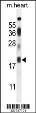 Anti-ISCA2 Rabbit Polyclonal Antibody (APC (Allophycocyanin))