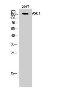 Anti-ASK1 Rabbit Polyclonal Antibody