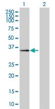 Anti-DPF2 Mouse Monoclonal Antibody [clone: 2F6]