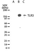 Anti-TLR3 Mouse Monoclonal Antibody [clone: 40C1285.6]