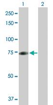 Anti-KAT7 Rabbit Polyclonal Antibody