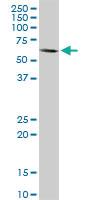 Anti-MAP3K7 Rabbit Polyclonal Antibody