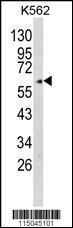 Anti-GPC4 Rabbit Polyclonal Antibody