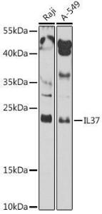 Western blot analysis of extracts of various cell lines, using Anti-IL37 Antibody (A10336) at 1:1,000 dilution. The secondary antibody was Goat Anti-Rabbit IgG H&L Antibody (HRP) at 1:10,000 dilution.