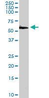 Anti-PDIA3 Goat Polyclonal Antibody