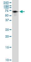 Anti-TAB1 Rabbit Polyclonal Antibody