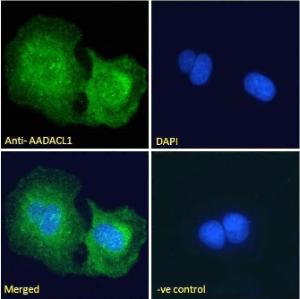 Anti-AADACL1 Antibody (A121150) - Immunofluorescence analysis of paraformaldehyde fixed U2OS cells, permeabilized with 0.15% Triton. Primary incubation 1 hr (10 µg/ml) followed by Alexa Fluor 488 secondary Antibody (2 µg/ml), showing Endoplasmic reticulum staining.