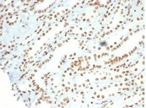 Anti-Nucleolin Rabbit Recombinant Antibody [clone: NCL/7014R]