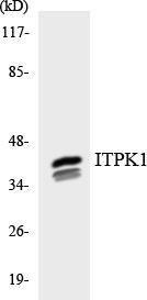 Western blot analysis of the lysates from HepG2 cells using Anti-ITPK1 Antibody