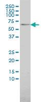 Anti-TAB1 Mouse Monoclonal Antibody [clone: 2G9]