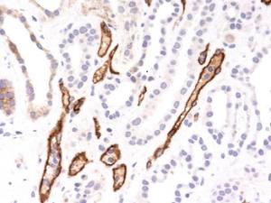 Immunohistochemical analysis of formalin-fixed, paraffin-embedded human kidney transplant using Anti-C4d Antibody [SPM545]