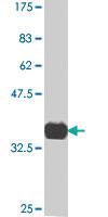 Anti-KLF4 Mouse Polyclonal Antibody