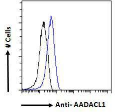 Anti-AADACL1 Antibody (A121150) - Flow cytometric analysis of paraformaldehyde fixed A431 cells (blue line), permeabilized with 0.5% Triton. Primary incubation overnight (10 µg/ml) followed by Alexa Fluor 488 secondary Antibody (1 µg/ml)