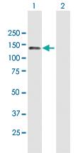 Anti-RET Mouse Polyclonal Antibody