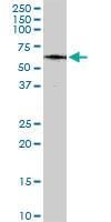 Anti-TAB1 Mouse Monoclonal Antibody [clone: 2G9]