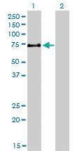 Anti-KAT7 Mouse Monoclonal Antibody [clone: 2G5]